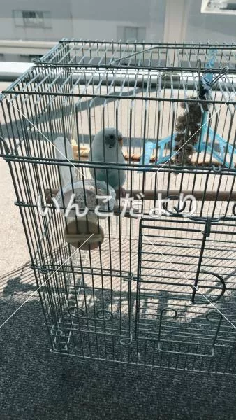 コメントの画像