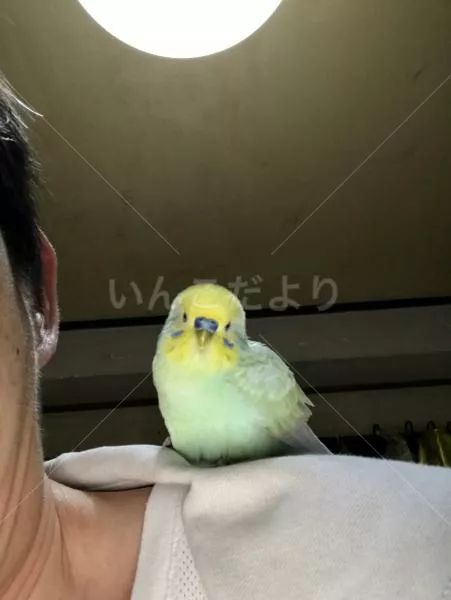 コメントの画像