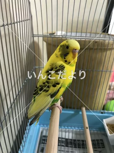 コメントの画像