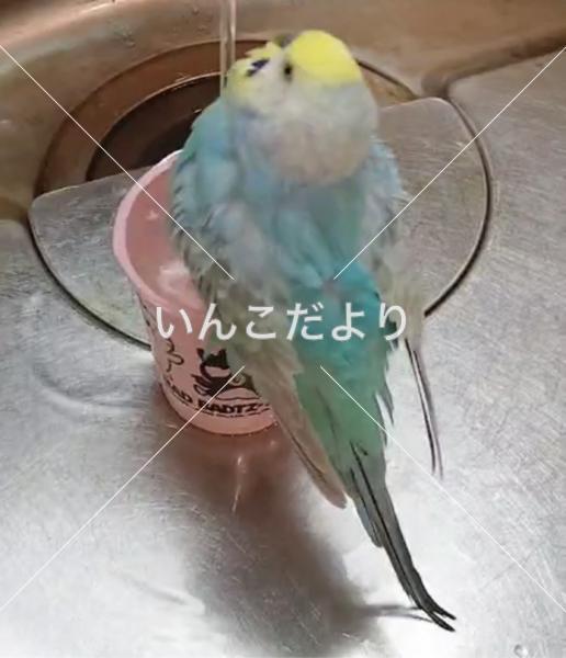 コメントの画像