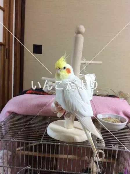 コメントの画像