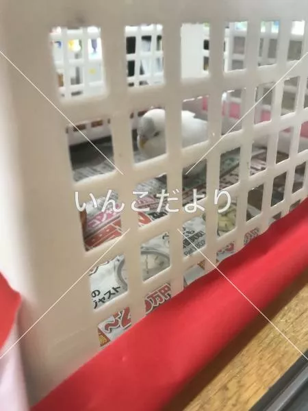 コメントの画像