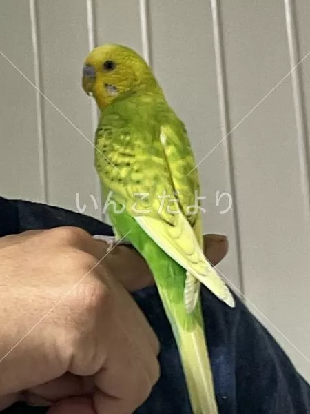 コメントの画像