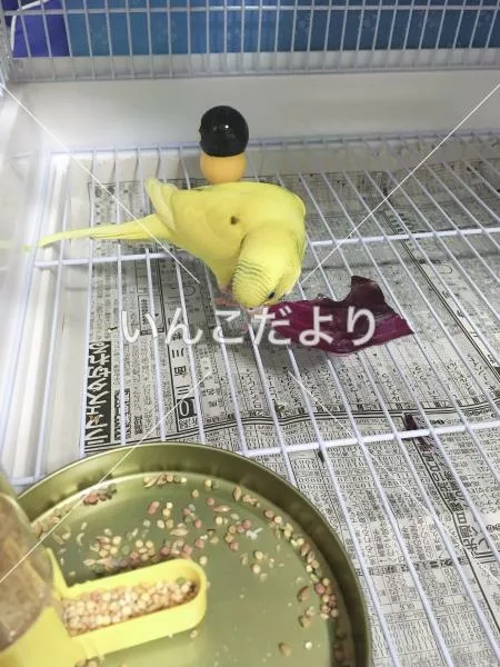 コメントの画像