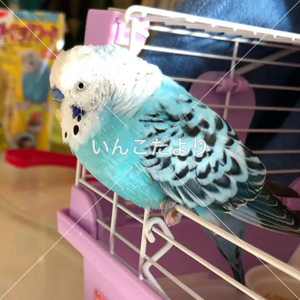 コメントの画像