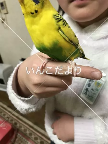 コメントの画像