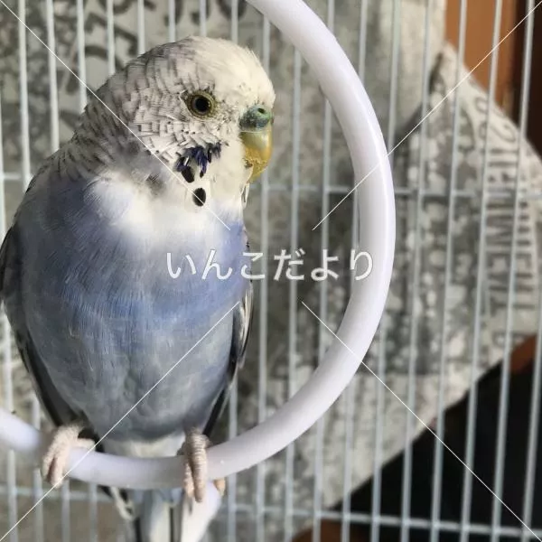 コメントの画像