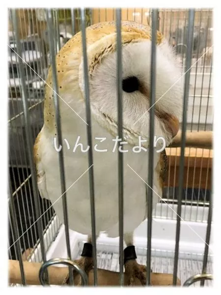 コメントの画像