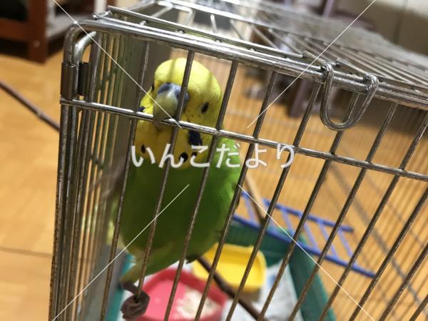 コメントの画像