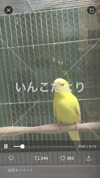 コメントの画像