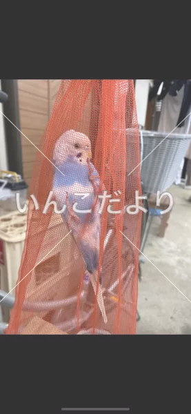 コメントの画像