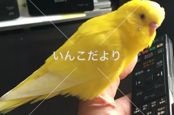 コメントの画像