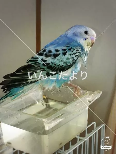 コメントの画像