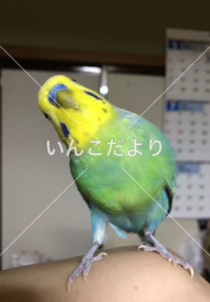 コメントの画像