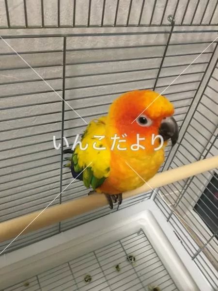 コメントの画像