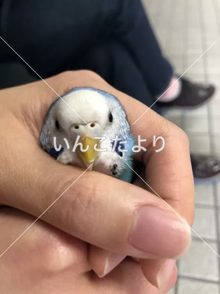 コメントの画像