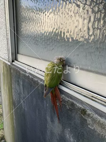 コメントの画像