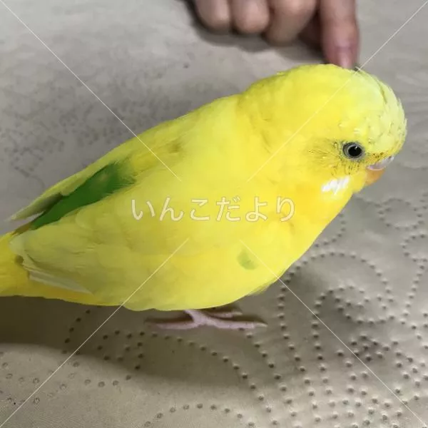 コメントの画像