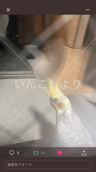 コメントの画像