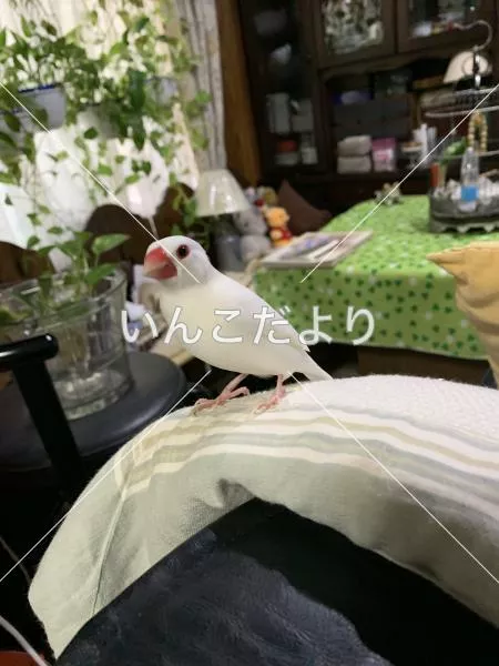 コメントの画像