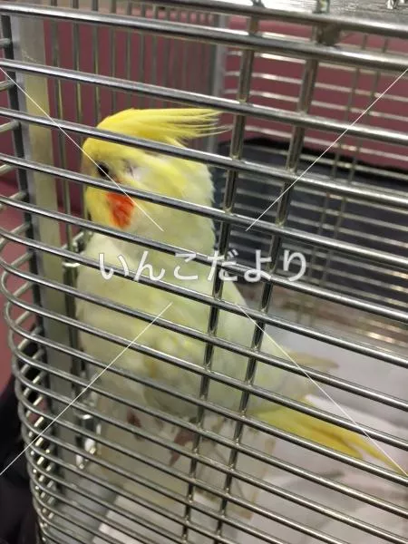 コメントの画像