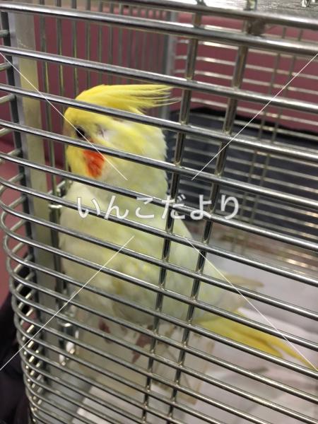 コメントの画像