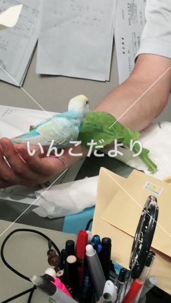 コメントの画像