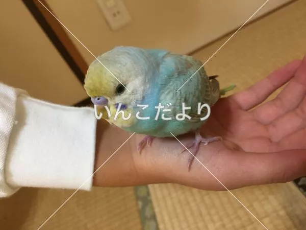 コメントの画像