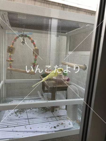 コメントの画像