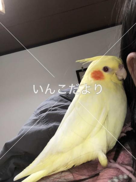 コメントの画像
