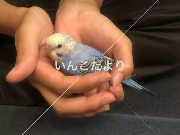 コメントの画像