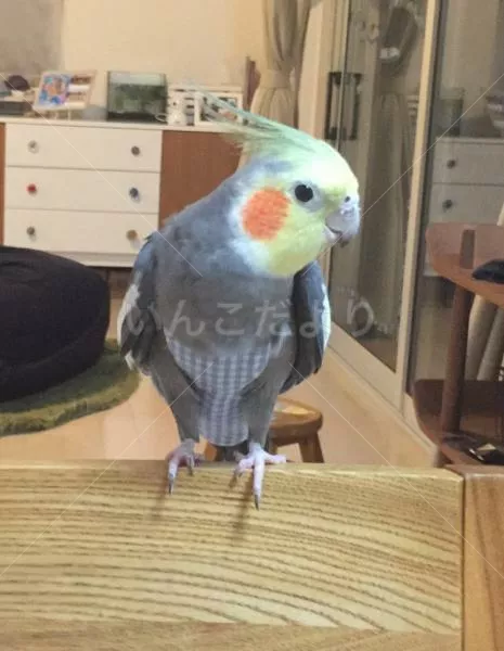 コメントの画像