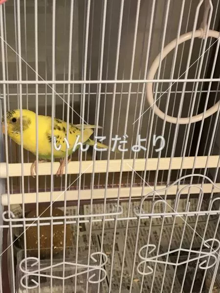 コメントの画像