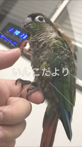 コメントの画像