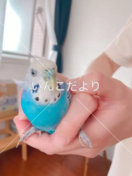 コメントの画像