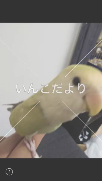 コメントの画像