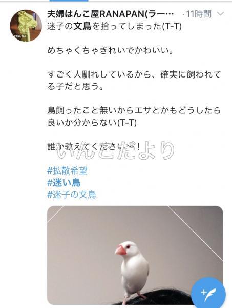 コメントの画像
