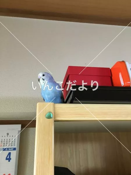 コメントの画像