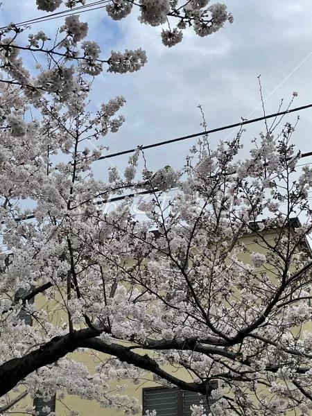 コメントの画像