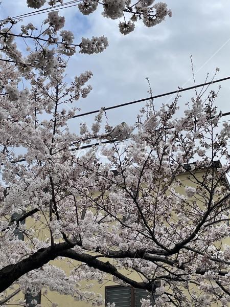 コメントの画像