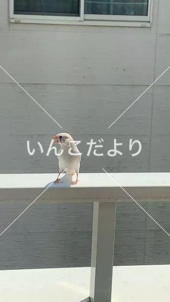 コメントの画像