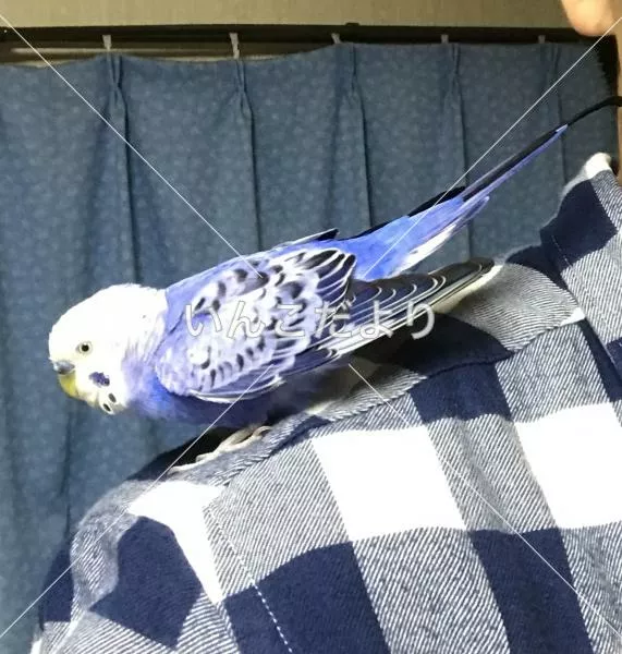 コメントの画像