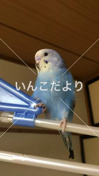 コメントの画像