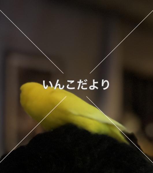 コメントの画像