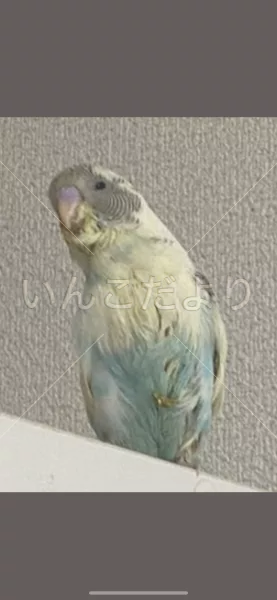 コメントの画像