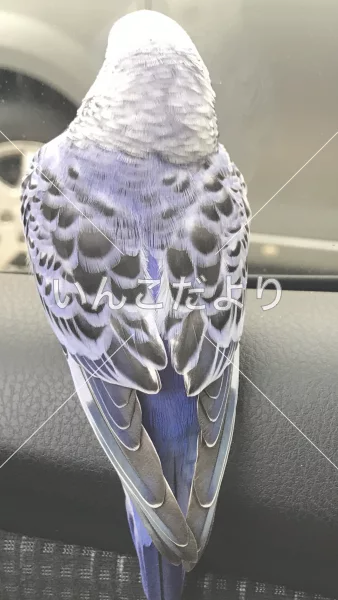 コメントの画像