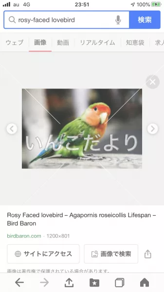 コメントの画像