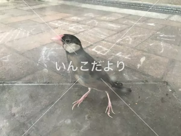 コメントの画像