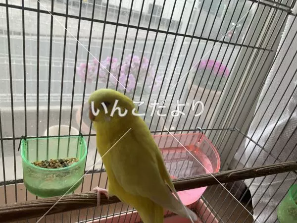 コメントの画像