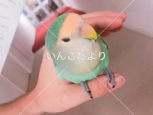 コメントの画像